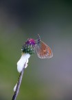 Coenonympha pamphilus Coenonympha pamphilus