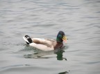 QUACK! QUACK!