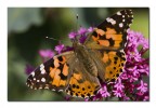 Cynthia cardui Cynthia cardui