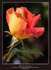 ROSA MONICA........ TROPPO BELLA! ROSA MONICA........ TROPPO BELLA!