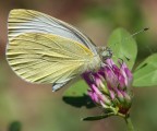 Cavolaia (Pieris brassicae) Cavolaia (Pieris brassicae)