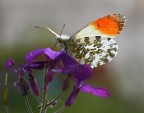 Aurora (Anthocaris cardamines) Aurora (Anthocaris cardamines)