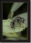 "Black@Ant" "Black@Ant"