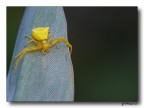 Yellow Yellow