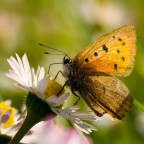 Farfallina Farfallina