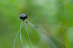 L'equilibrista