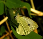 lepidottero bi. lepidottero bi.