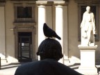 accademia di brera: piccione accademia di brera: piccione