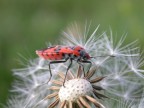 anche gli insetti sono superstiziosi anche gli insetti sono superstiziosi
