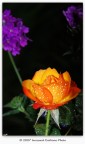 Rosa Rosa