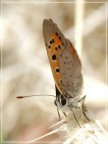 Farfalla (x Pigi) Farfalla (x Pigi)