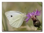 Farfalla bianca Farfalla bianca