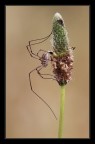 Opilionide-Eleganza in natura Opilionide-Eleganza in natura