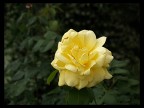 Rosa gialla. Rosa gialla.