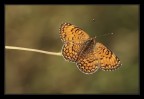 Melitaea phoebe ad ali aperte Melitaea phoebe ad ali aperte