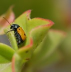 Coccinella Coccinella