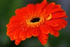 gerbera orance gerbera orance