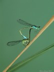 Libellule