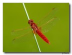 Red Dragonfly Red Dragonfly