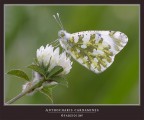 EUCHLOE AUSONIA FEMALE........ CONTROLUCE EUCHLOE AUSONIA FEMALE........ CONTROLUCE