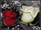 Rose.. Rose..