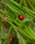 coccinella coccinella