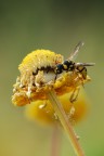 Sul Fiore Giallo Sul Fiore Giallo