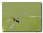 in Volo