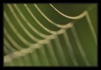 Spiderweb Spiderweb