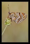 Melitaea phoebe Melitaea phoebe