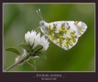 Versione rielaborata della Anthocharis cardamines, che invece era una femmina di Euchloe ausonia.