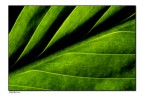 inside tha leaf