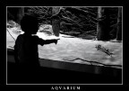 AQVARIUM AQVARIUM