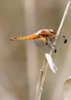 libellula libellula