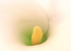 calla calla