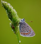 Licenide... Licenide...