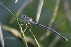 Coenagrion puella Coenagrion puella