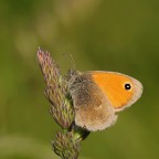 Coenonympha pamphilus Coenonympha pamphilus