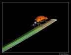 Coccinella Coccinella