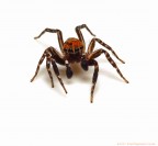 Cyrba algerina Cyrba algerina