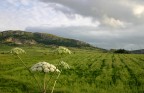 Campagna siciliana... Campagna siciliana...