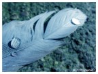 ...fallen feather... ...fallen feather...