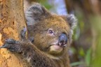 Koala Koala