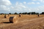 Balle .... di fieno Balle .... di fieno