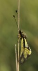 Libelloides coccaius Libelloides coccaius