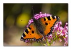 Aglais urticae