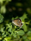 farfalla