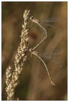 arrampicata arrampicata