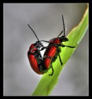 Al centro dell'attenzione Al centro dell'attenzione