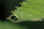 3 mm 3 mm
